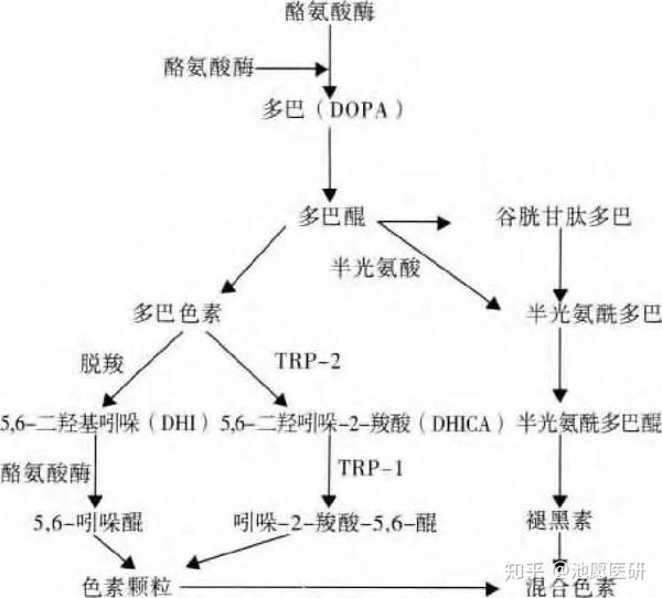 黑色素的排泄途径