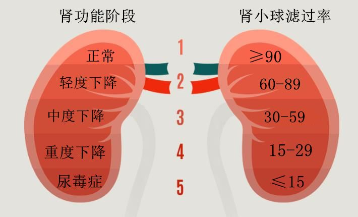 正常肾图各段意义图片