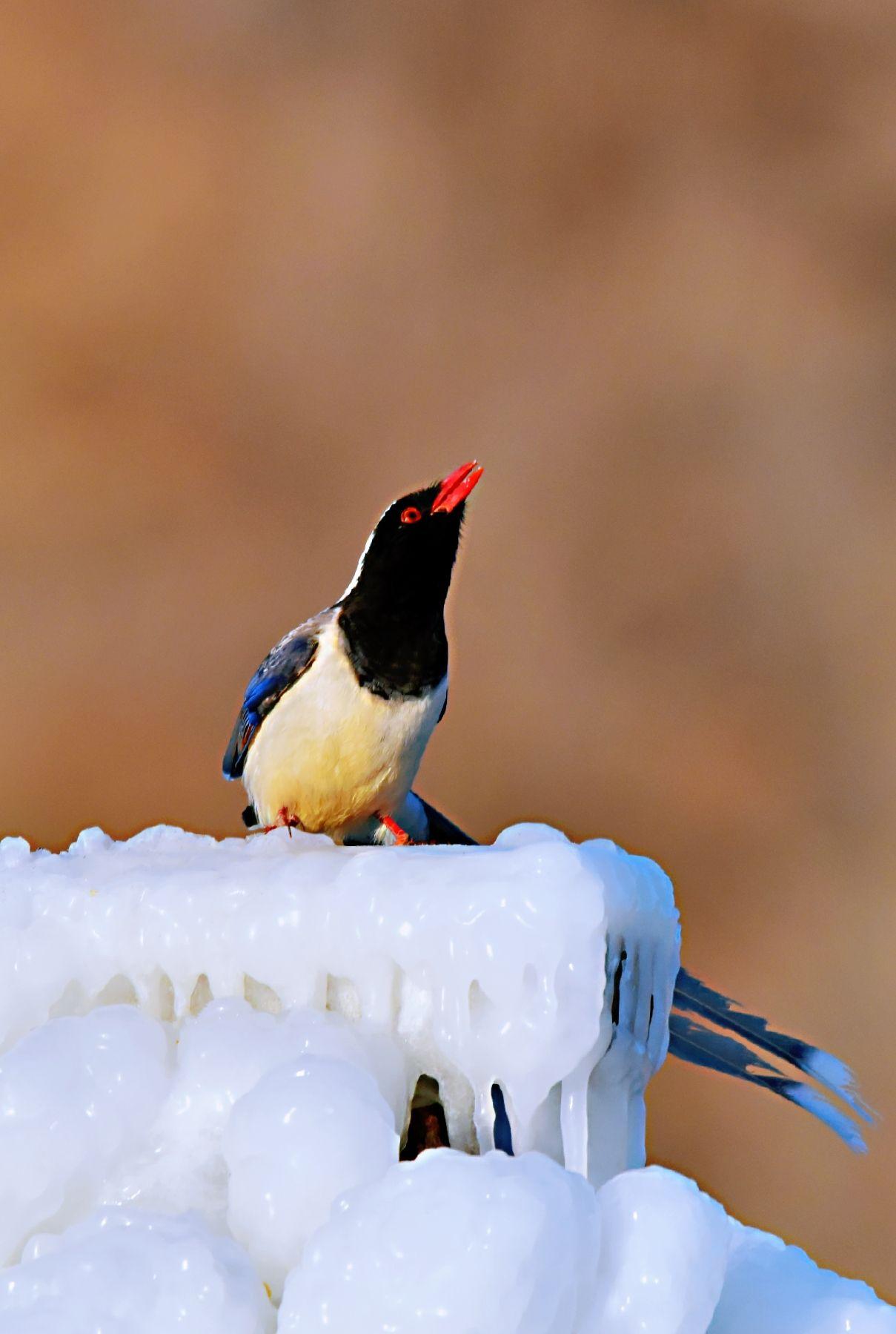 红嘴蓝鹊戏冰雪