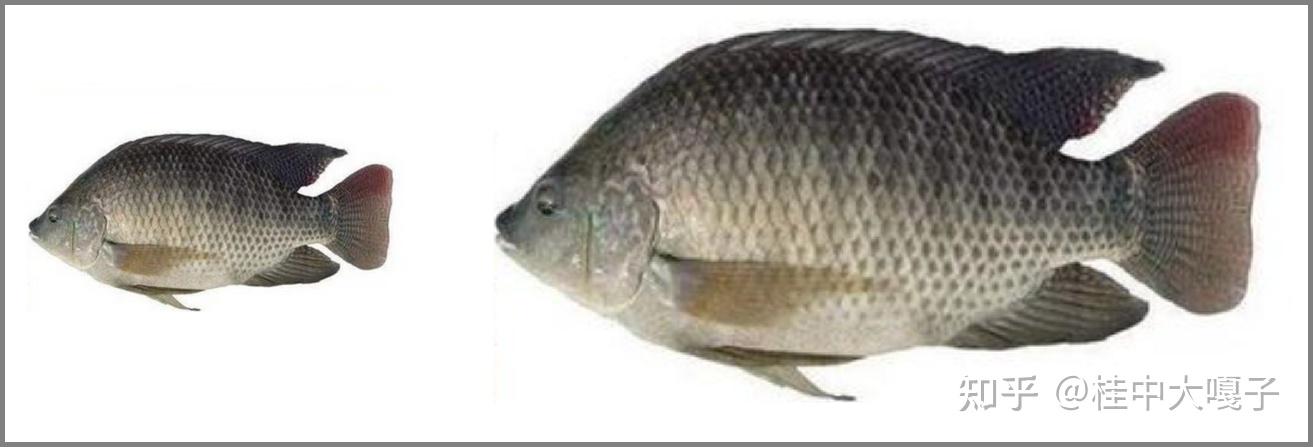 人们目测估测大体积物体体积、重量失准的视觉因素 - 知乎