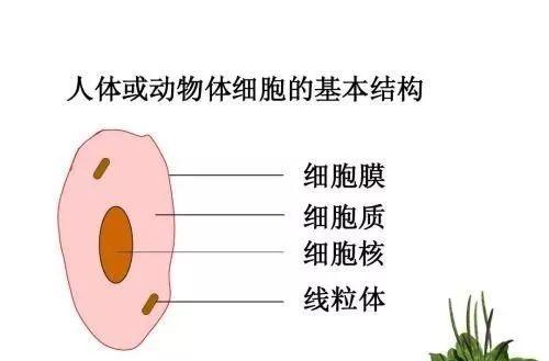 初中生物 七年级人教版生物上册生物复习提纲 掌握了期末考多拿分 知乎