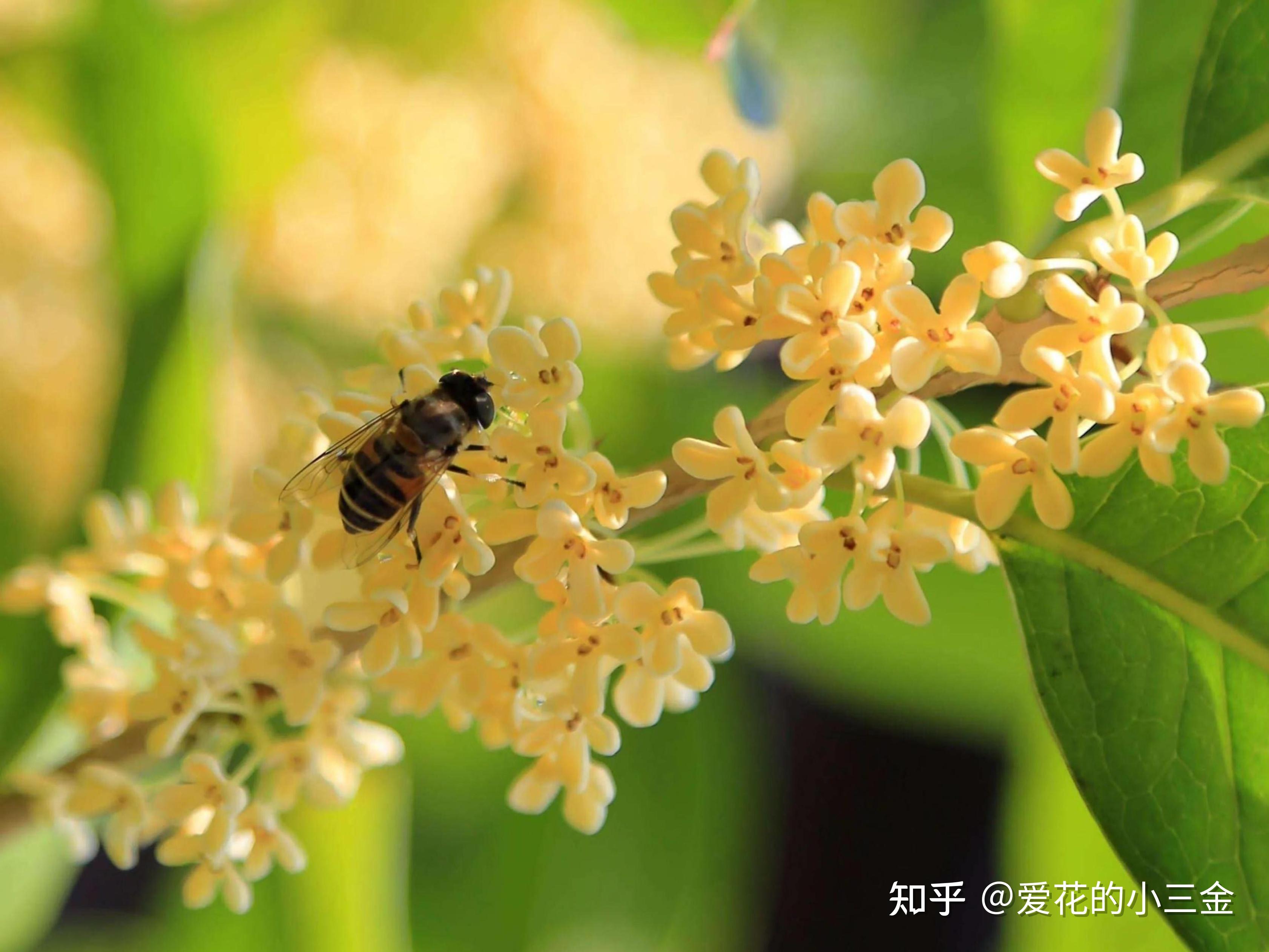 【杭州市】市花:一枝桂花书窗下,人与花心各自香