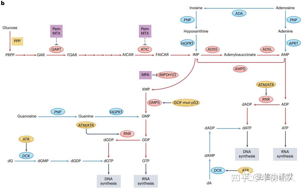 最新70分综述描绘核苷酸代谢在肿瘤中的重要性，一篇高分综述就可以带起一波生信热点！ - 知乎