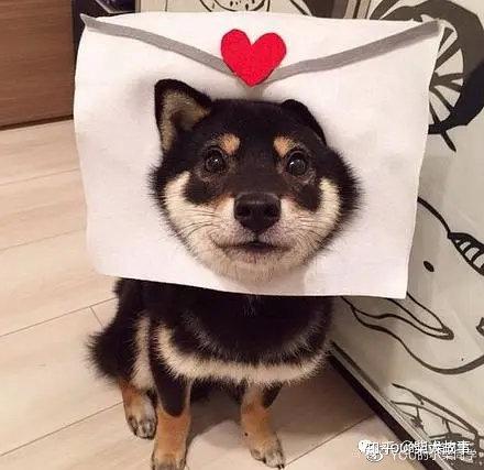 黑柴这么好看黑色柴犬多少钱一只