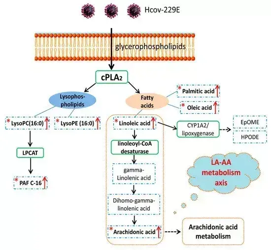 应用案例脂质组学揭示脂质代谢重塑对人冠状病毒复制的影响