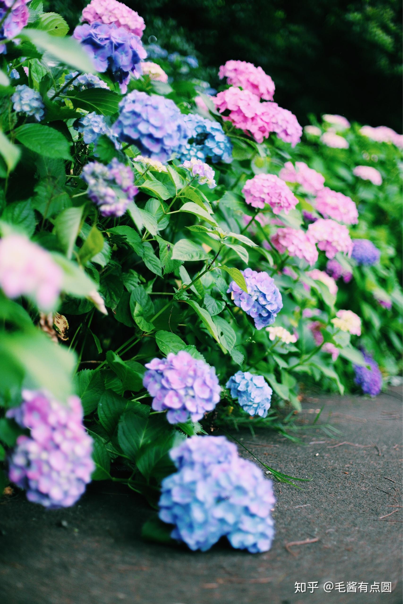 东京小众 紫阳花/绣球花 观赏地点