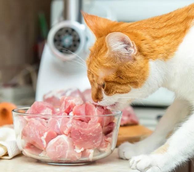 猫肉 知乎图片
