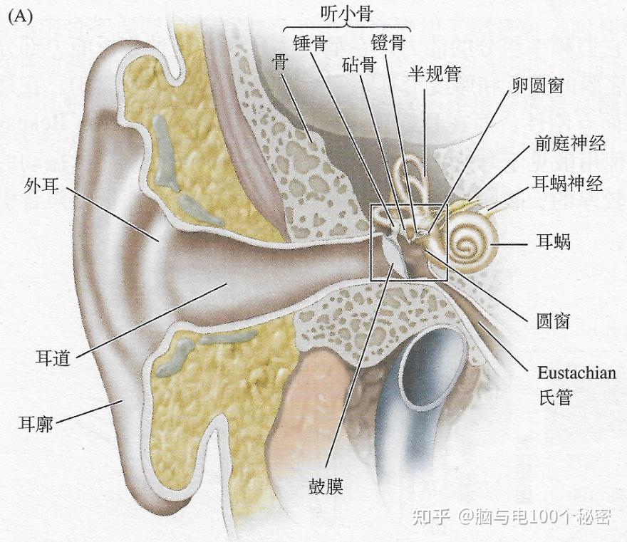 耳蜗图片 示意图图片