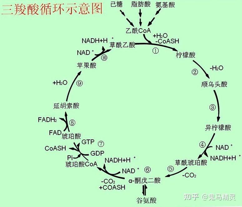 細胞有氧呼吸和無氧呼吸產生的atp分子數