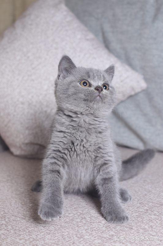 沐米宠物英短纯蓝猫咪照片推荐