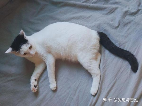 中国古代猫经赏析（不断更新） - 知乎