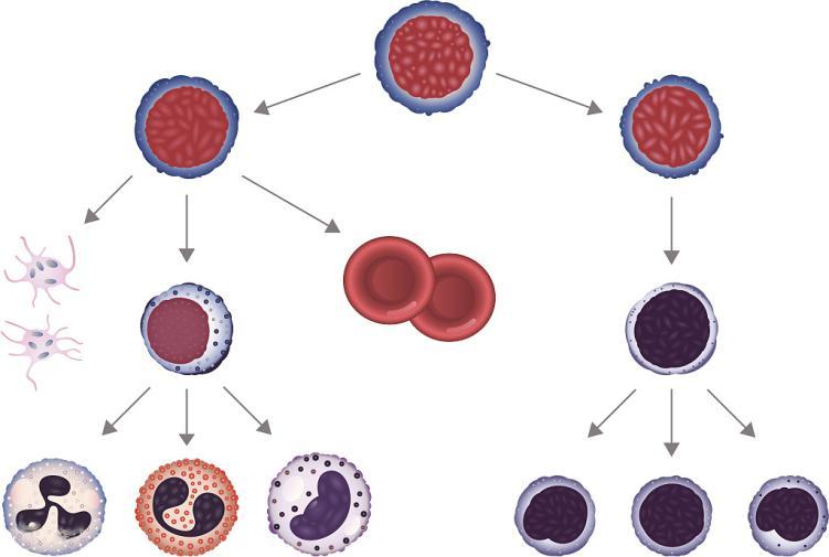 造血干细胞的研究进展 - 知乎