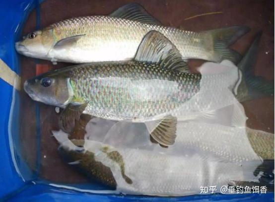 神秘的"青龙棒":长江上游的珍稀鱼种,你钓到过吗?