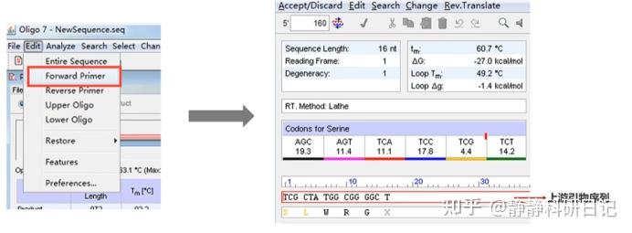 使用oligo7.0设计引物、评价引物以及如何尽量避免二聚体/发卡结构的产生 - 知乎