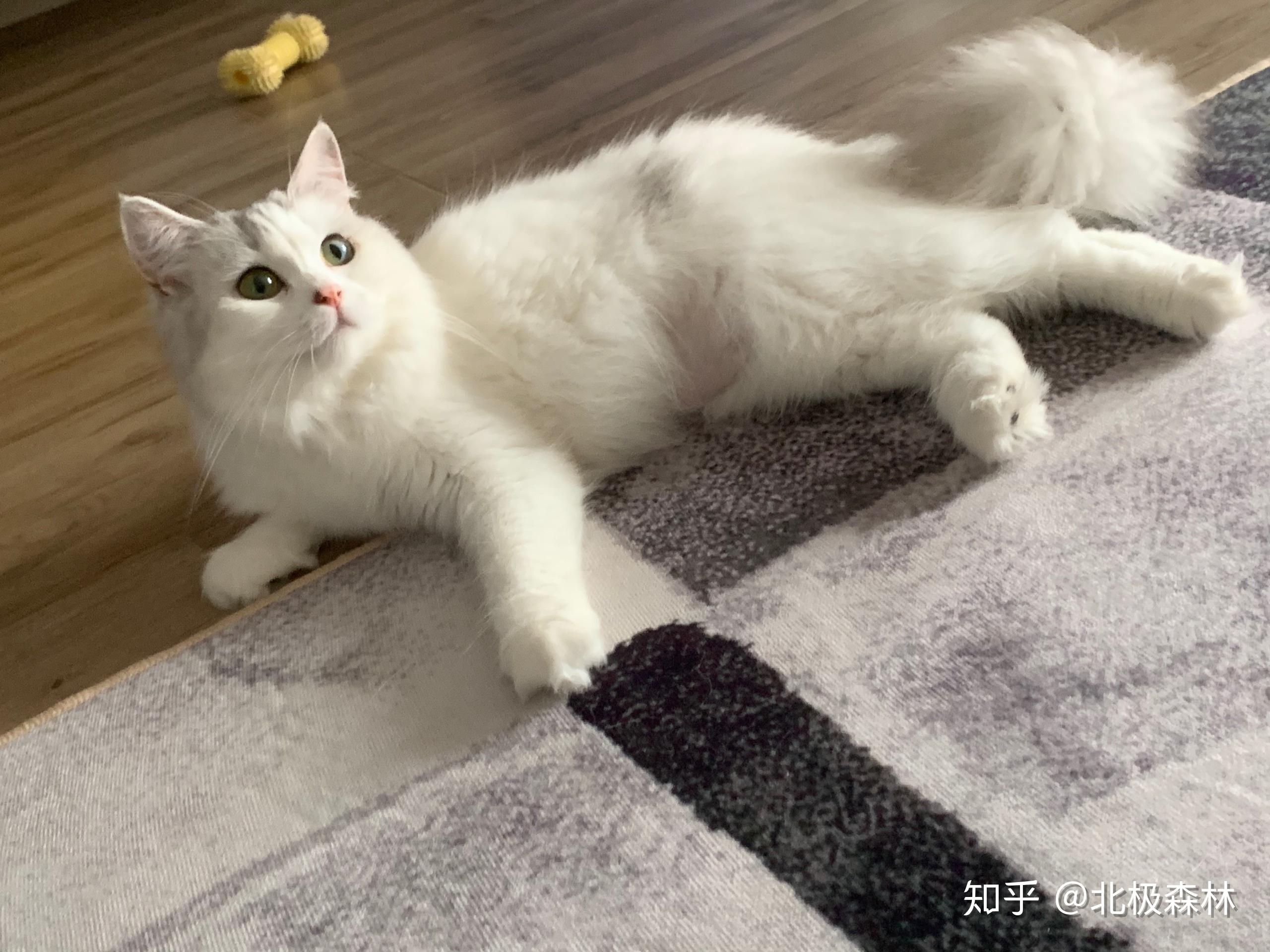 大神们美短返祖什么样子