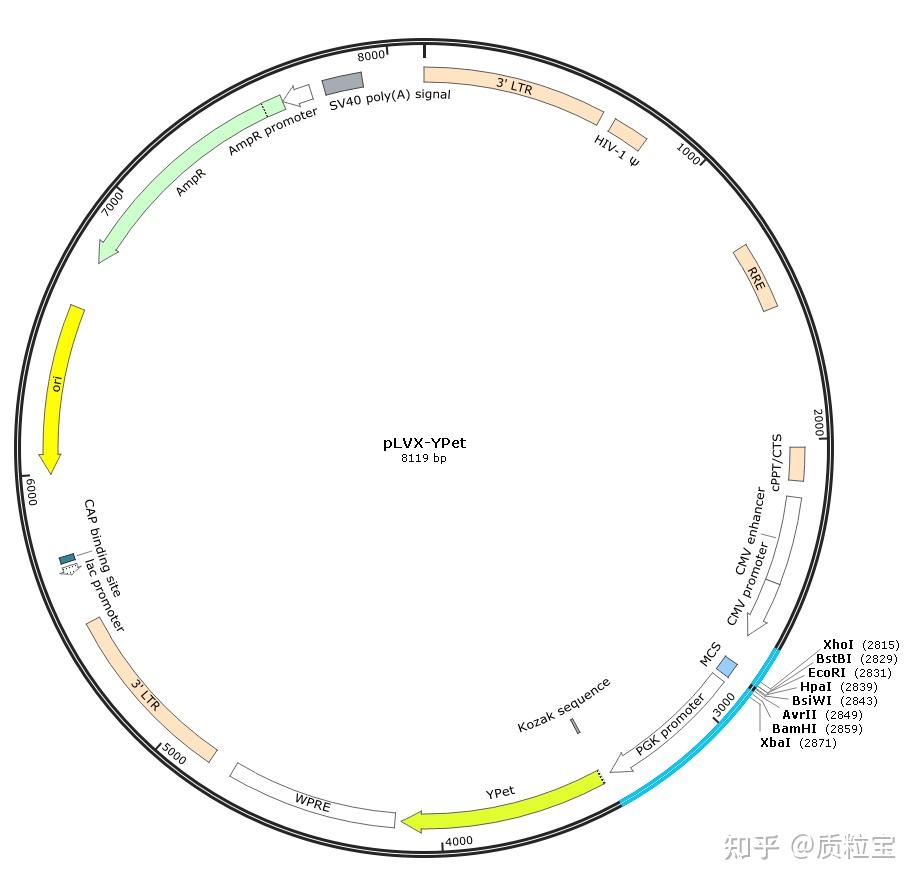 慢病毒荧光蛋白表达载体 - 知乎
