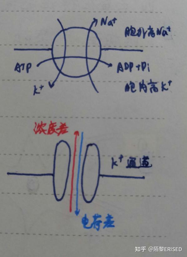 高中生物总复习7 - 知乎
