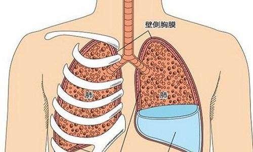 胸腔腹腔 – 腹腔 構造 – BETE