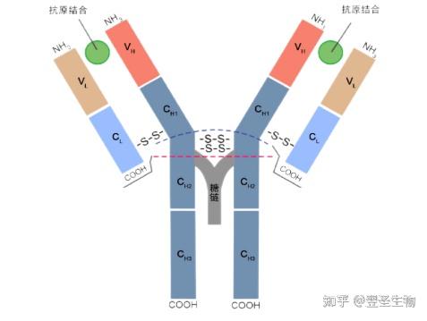 化学发光及其所需的抗体抗原之抗体 - 知乎