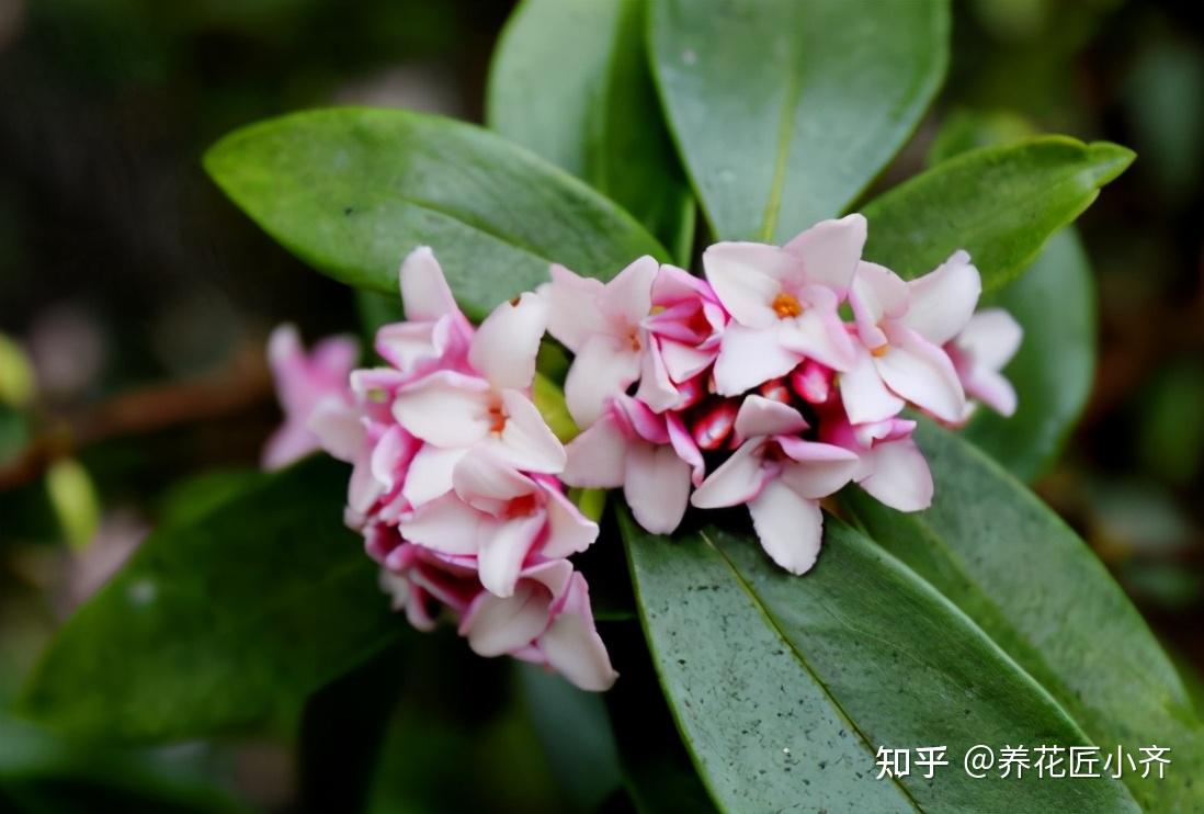 瑞香花是一種花市比較常見的花卉,開花的時候香味非常的好聞,好多人