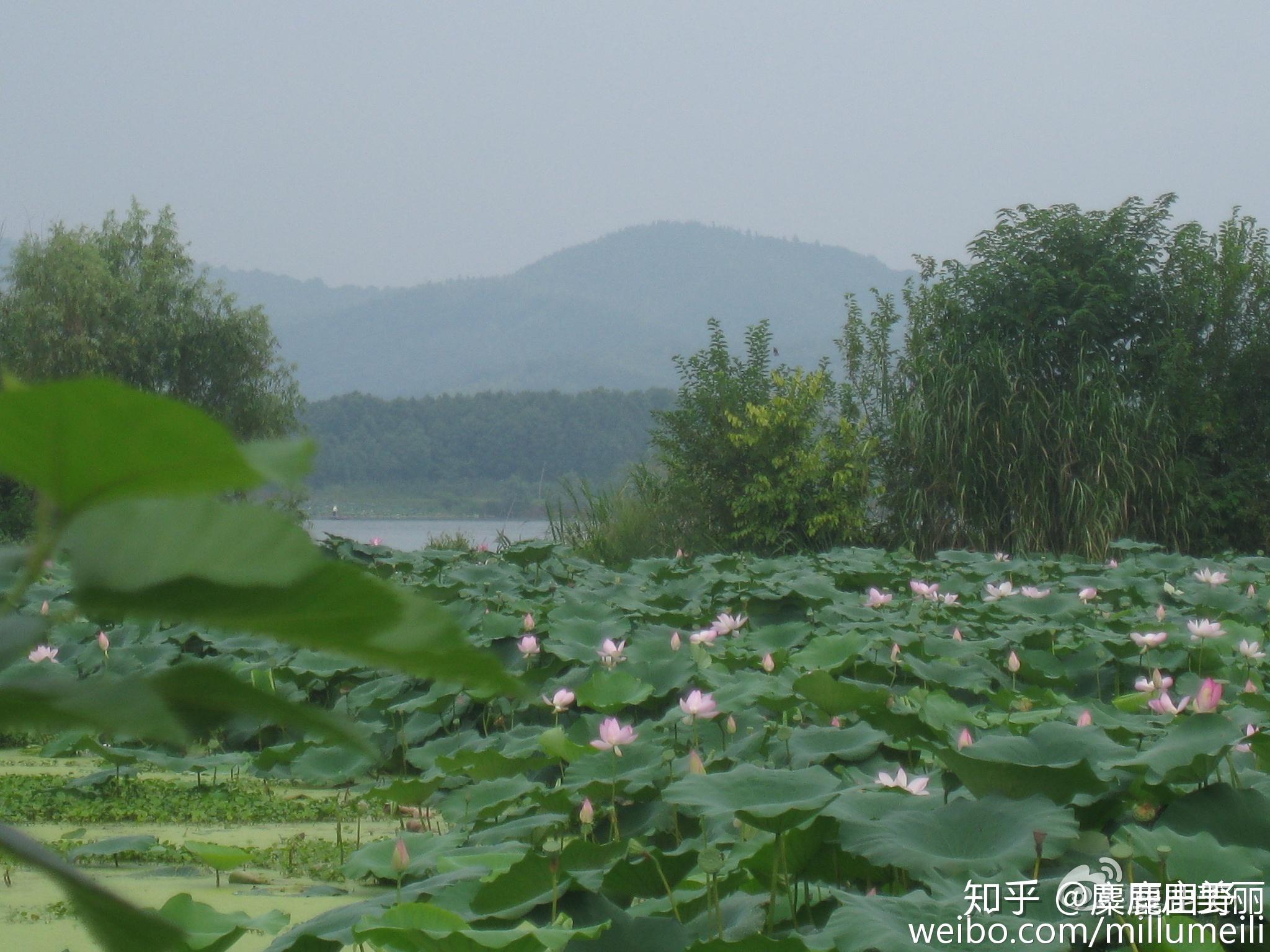 《夏季走过湖泊2014》(第十七篇 白洋湖)