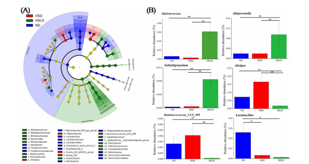 项目文章运用16s代谢组学揭示乳果糖缓解盐敏感型高血压的作用机制