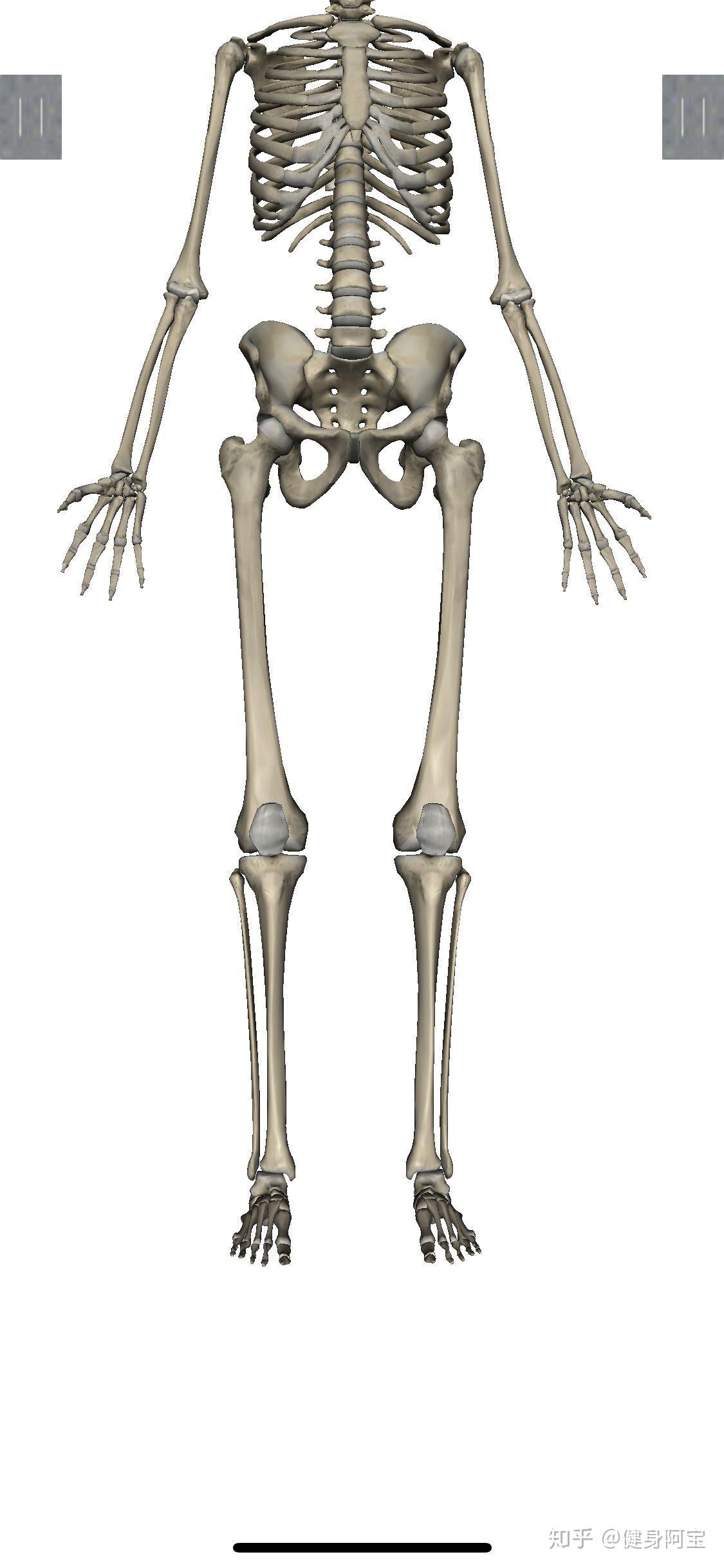 影响腿型的因素有很多,就骨骼结构本身来看,骨骼比例,排列位置,旋转