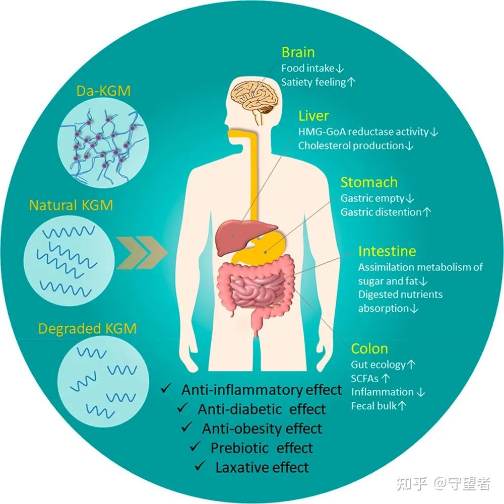 JAFC综述：魔芋葡甘聚糖(KGM)、脱乙酰KGM和降解KGM衍生物 - 知乎