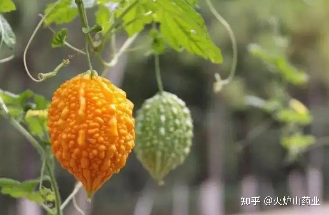 神说中医｜《梦华录》中的中医文化 - 知乎