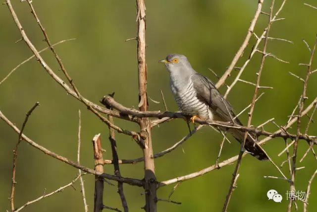 cn少昊任命一个叫做"鸤鸠"的鸟为"司空",其实这个鸟就是就是民间所谓