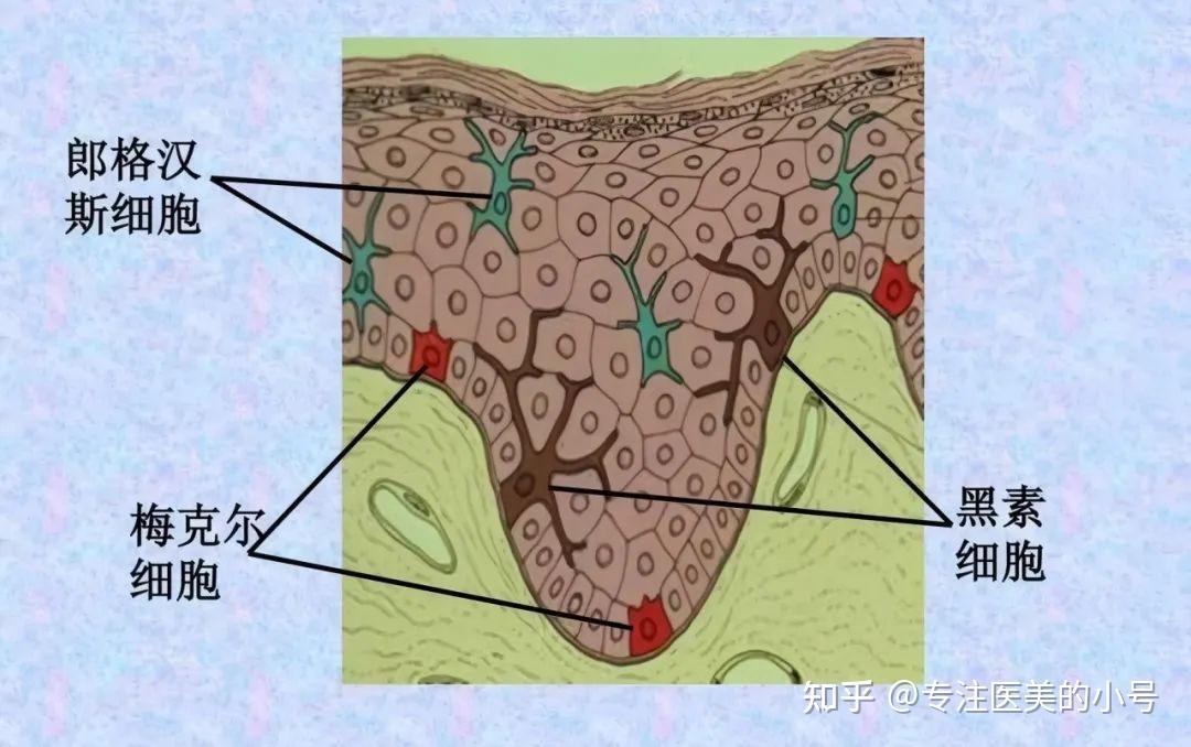 皮肤生理知识解析|表皮结构篇-基底层为什么是皮肤细胞的“生命之源” - 知乎