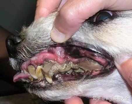 狗狗牙龈增生图片