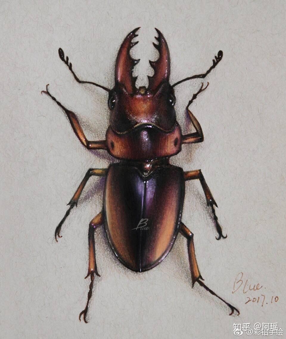 原画微博@深蓝的蓝选了个小东西,一只楸甲虫.总之先开始临摹.
