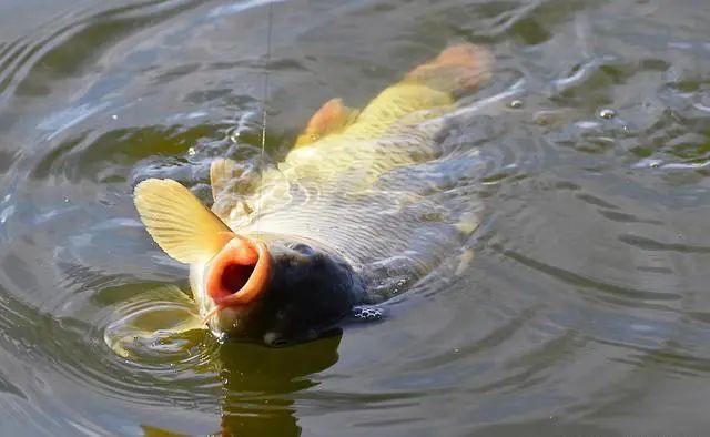 老釣手揭秘野外找魚的5大技巧