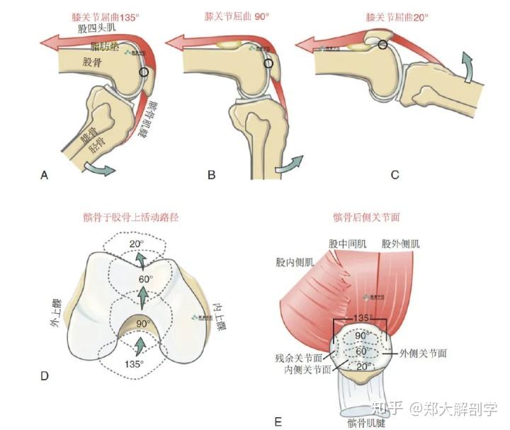 膝关节屈曲的肌肉图片