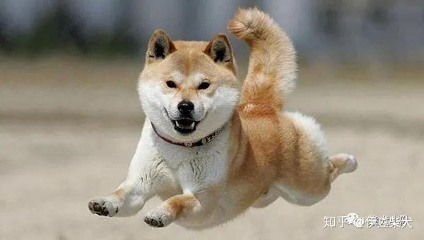 一只柴犬幼犬多少钱 知乎