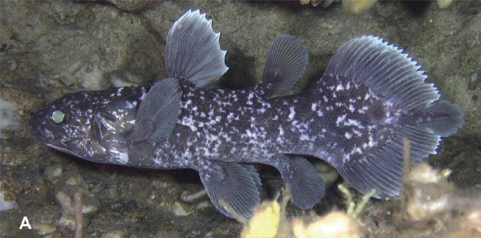 刺尾鱼幼体图片