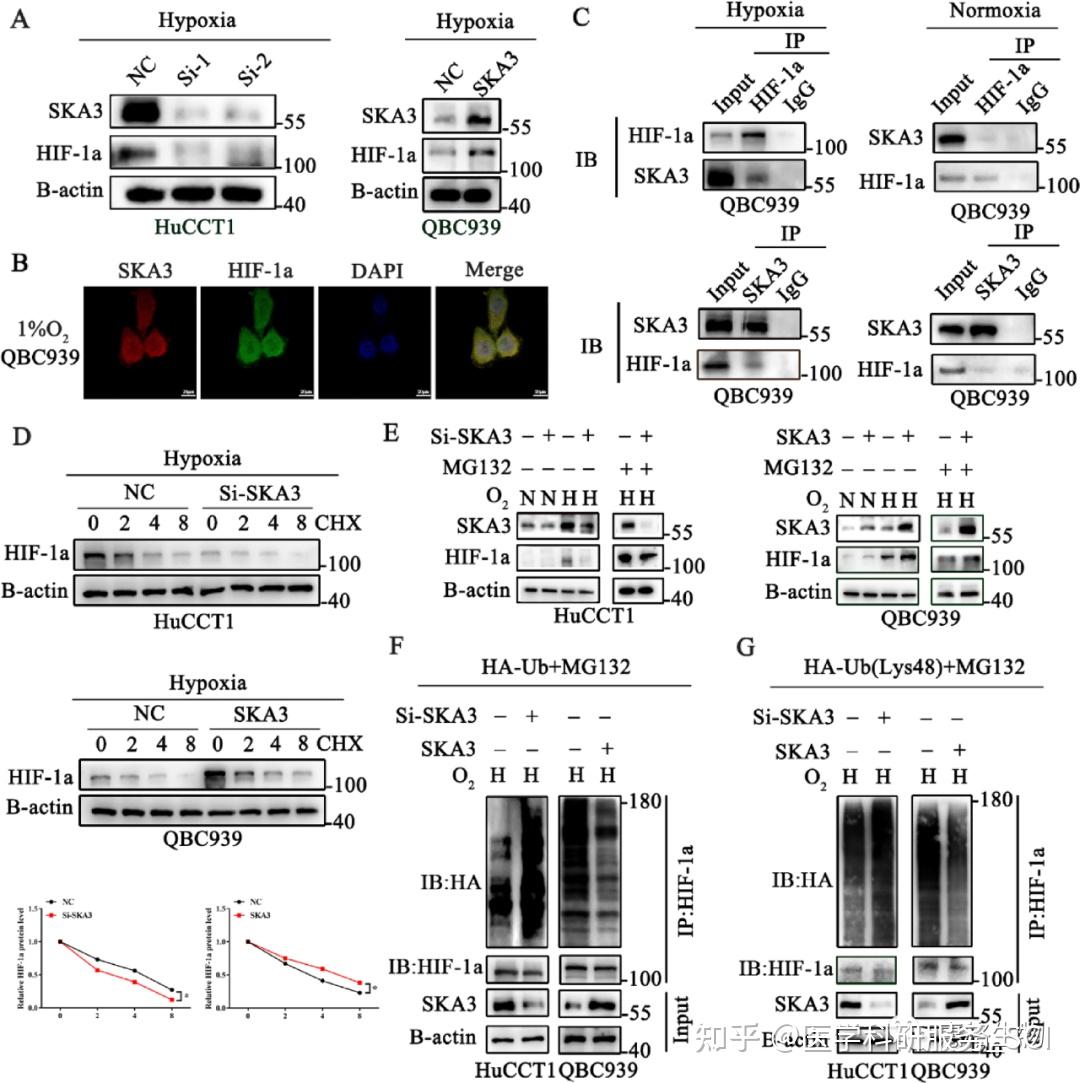 ska3-par-hif-1a