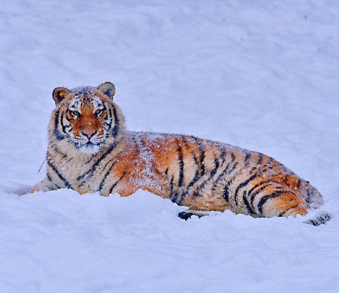 雪地卧虎