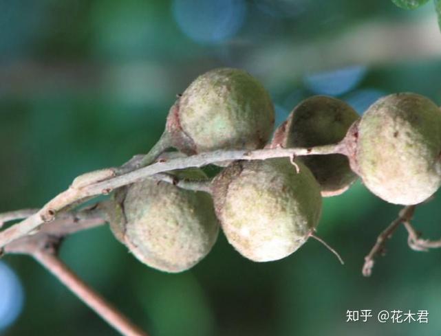 国家Ⅱ级濒危物种我国海南特有的名贵树种油丹