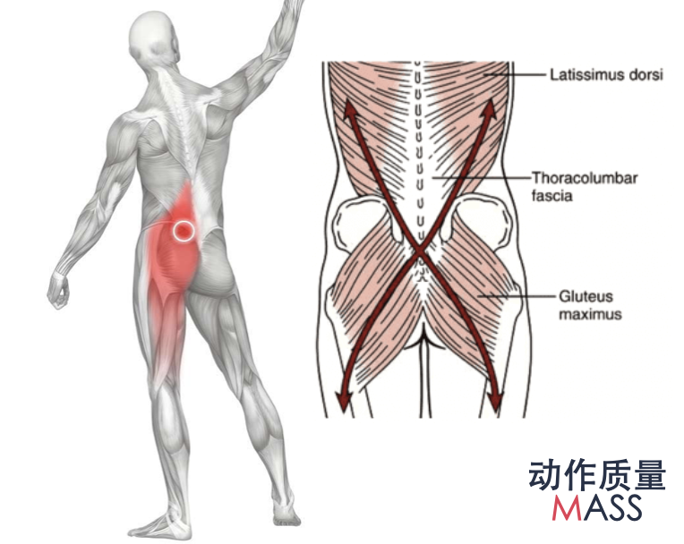 八种科学验证的最佳臀肌训练方法!