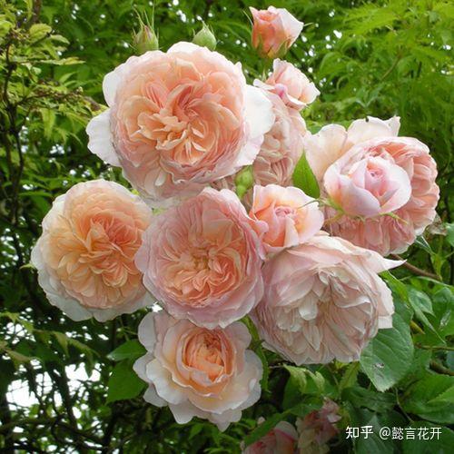 冬花 高さ1mのポインセチア「タワー9号・冬ハナビ」/クリスマス