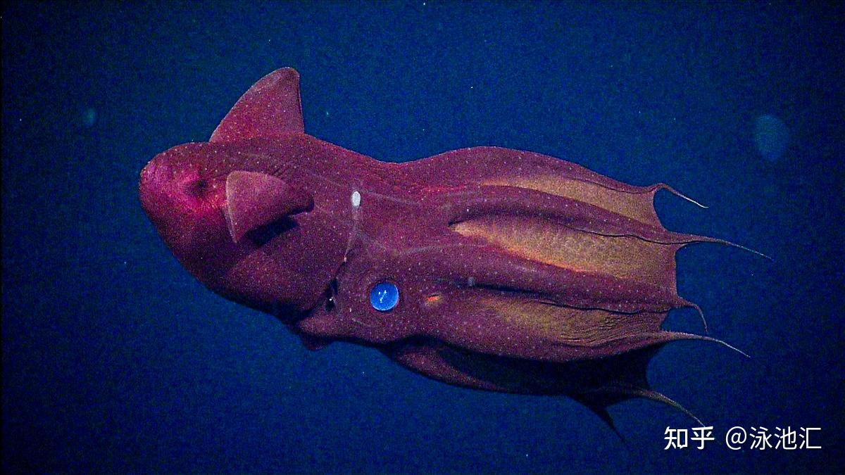 章鱼和乌贼的老祖，人称“海上吸血鬼”真的会吸血吗？ - 知乎