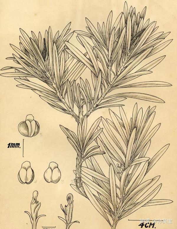 科学绘画裸子植物家族罗汉松科的成员