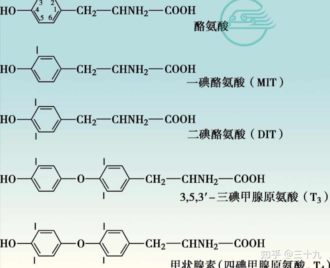 一,甲状腺激素的合成与代谢
