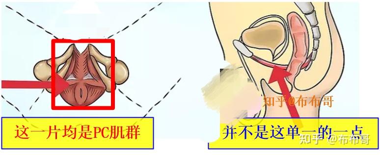 pc肌鍛鍊打造男人核心硬度