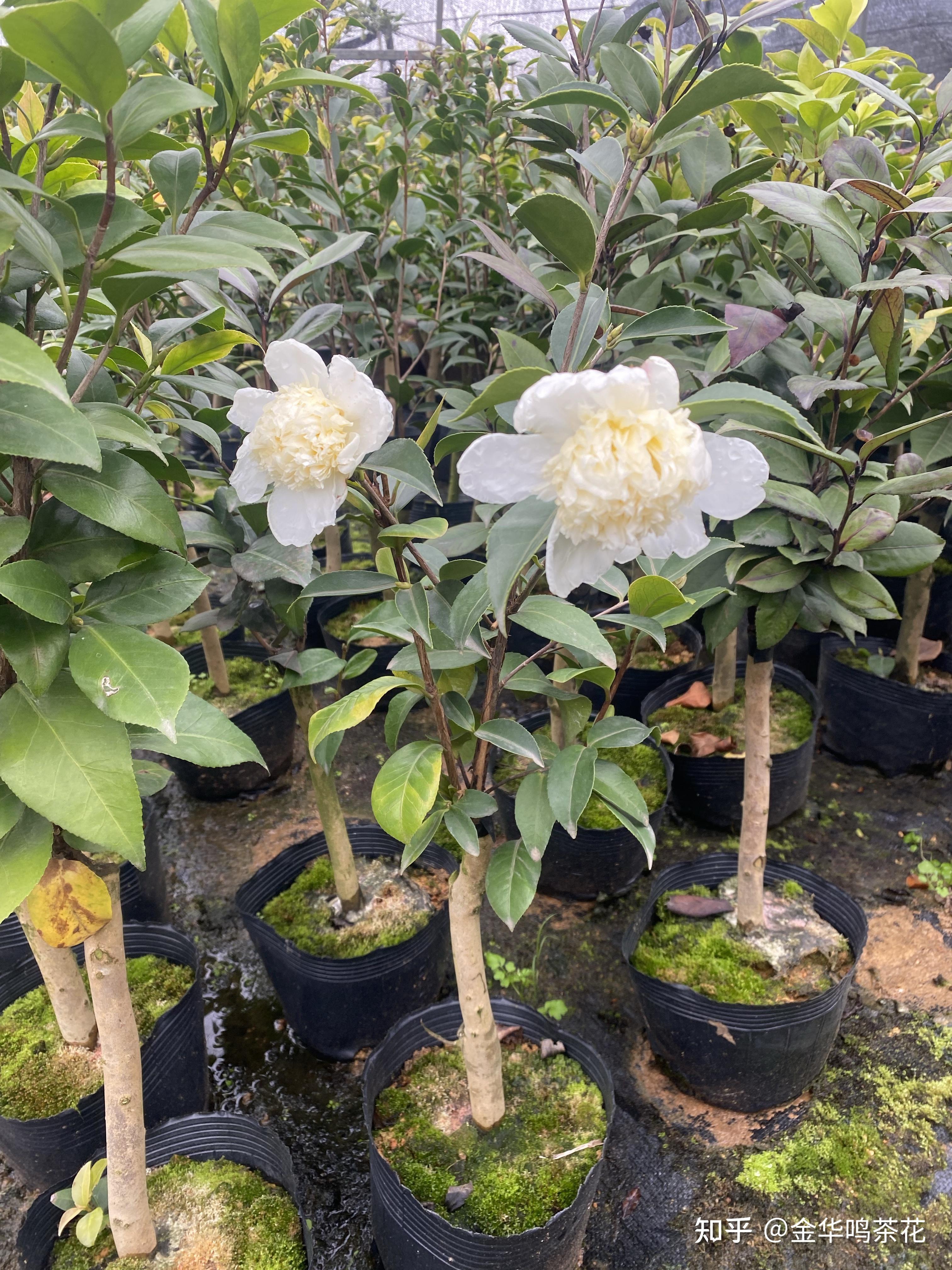 黄海内宝珠开了茶梅