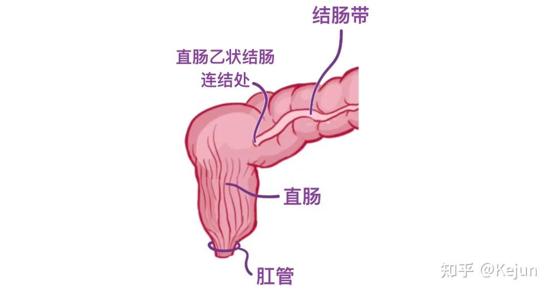 人体解剖学基础