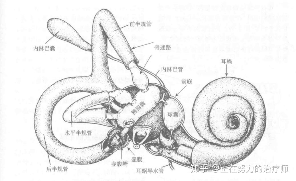 人體內的陀螺儀前庭耳蝸