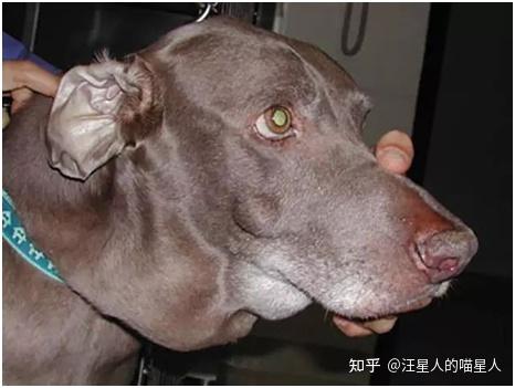 狗狗这些地方出现肿块,可能是淋巴瘤!